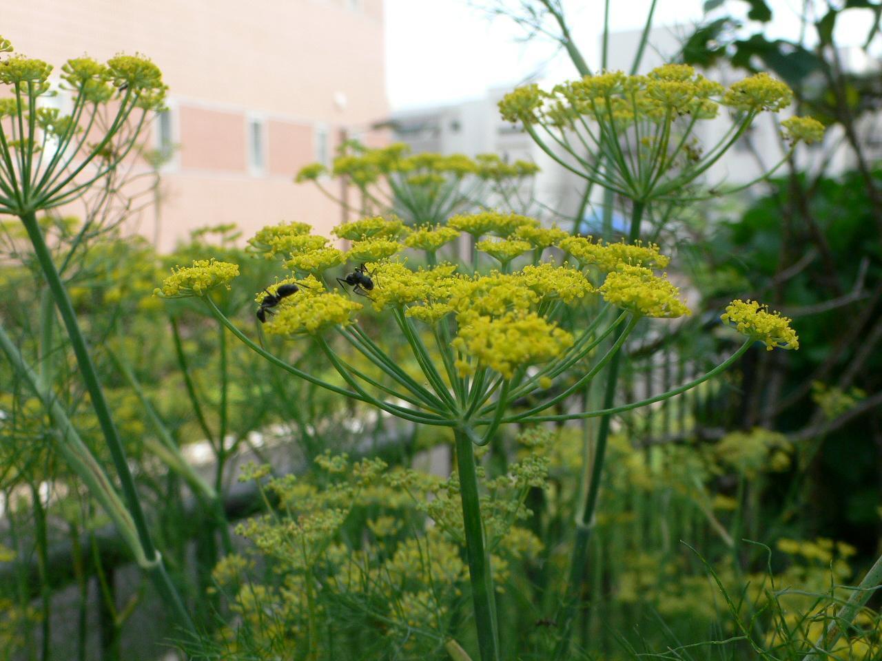 ウイキョウの花 フェンネル ミキの雑記帳 2