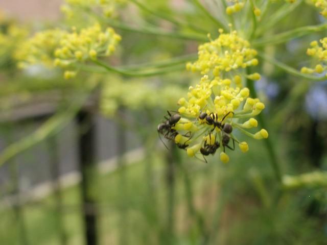 ウイキョウの花・・・・フェンネル・・・・: ミキのひとり言