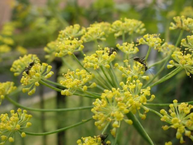 ウイキョウの花・・・・フェンネル・・・・: ミキのひとり言